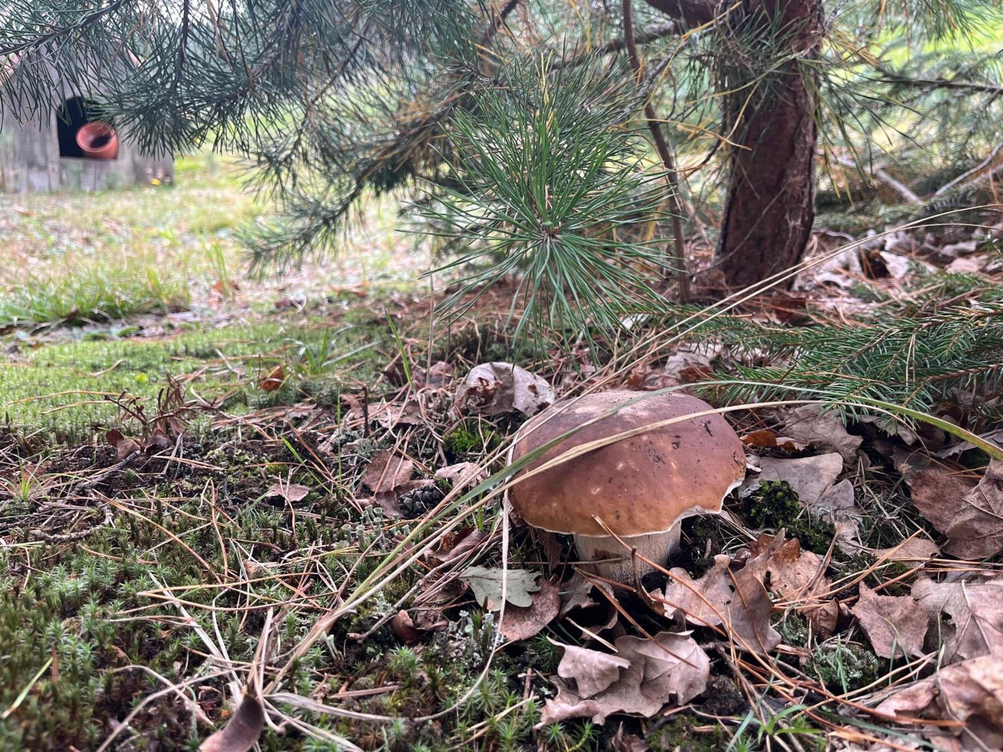 Lesny Dworek Snochowice Экстерьер фото